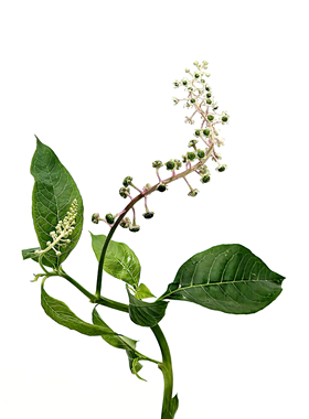 绿色叶子鲜花室内水培植物家用鲜花插花配草山货尤加利叶