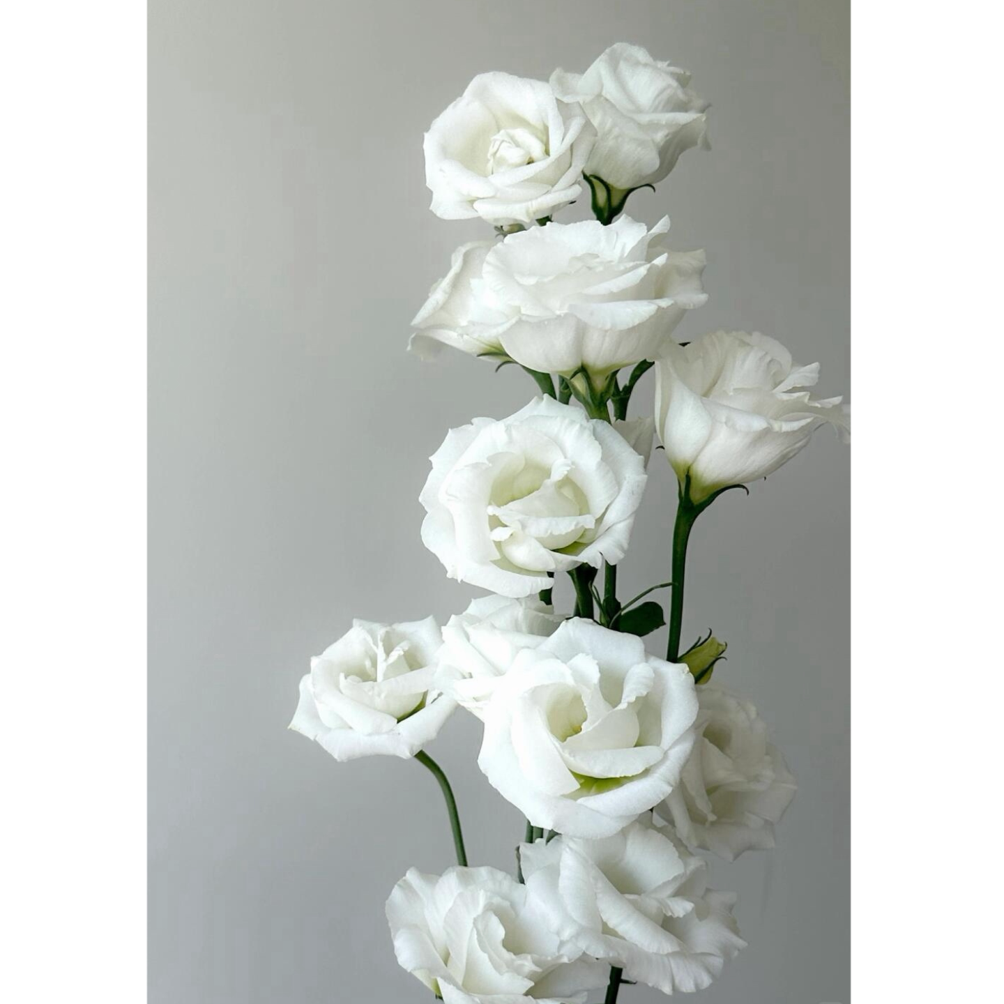 洋桔梗鲜花花束插花水养真花办公室花瓶插花装饰摆件鲜切花捧花