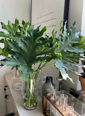 春羽叶鲜切枝新鲜绿叶子真花室内水培叶材家用鲜花插花桌面装饰