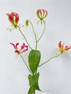 嘉兰百合鲜花花束上海直发家用鲜切花室内水养百合花水培同城速递