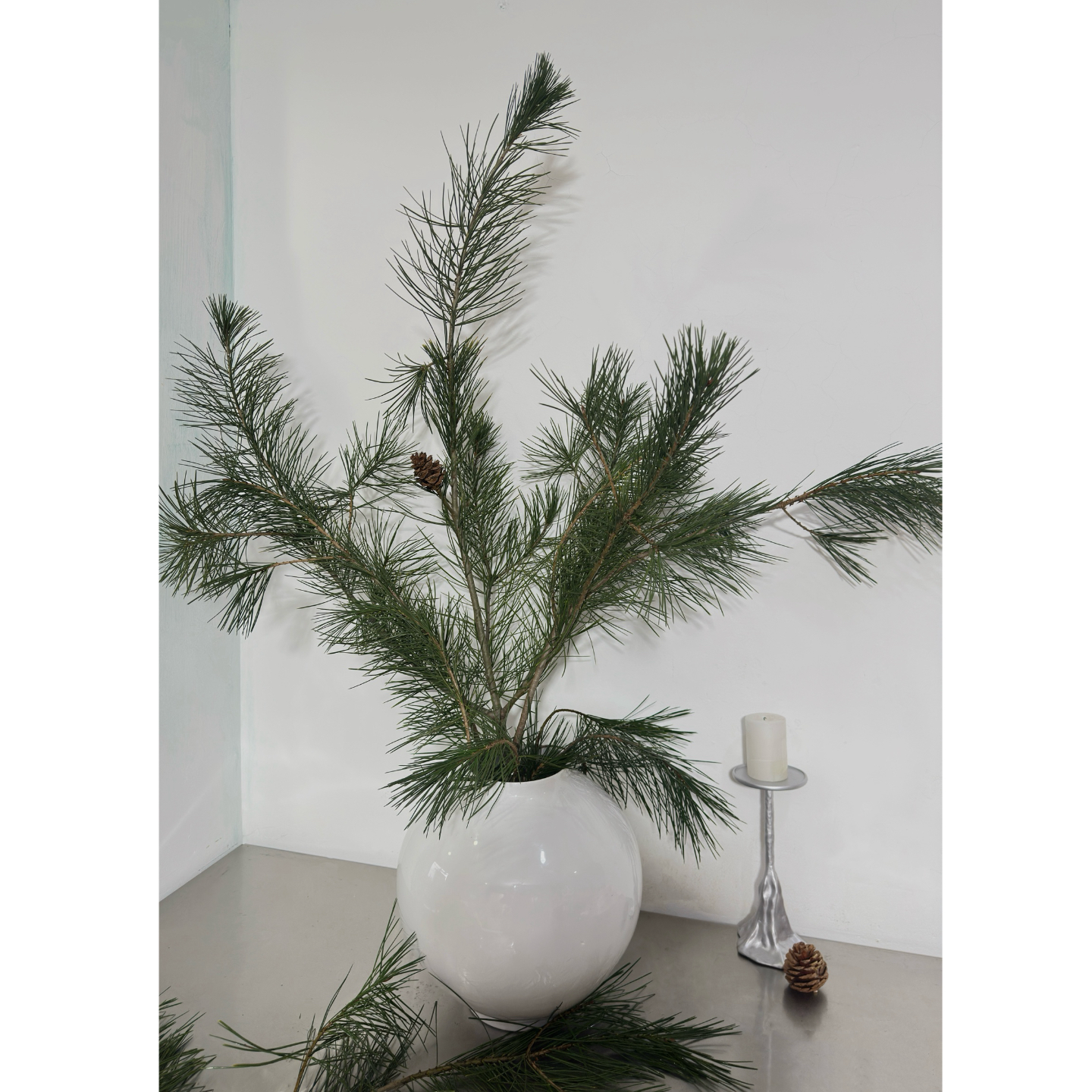 五针松鲜切松针垂挂型花材白皮松鲜花真花水养圣诞节造景森系摆件