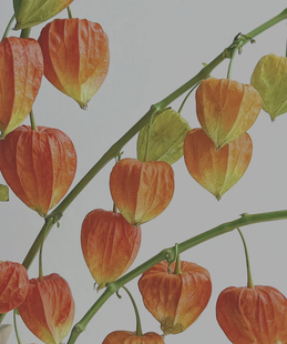 酸浆果鲜花上海直发水培绿植灯笼草洛神珠挂金灯笼果鲜切花插花