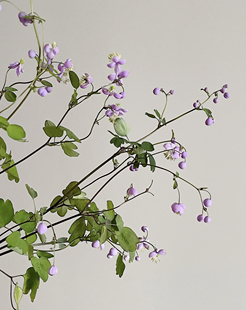 唐松草鲜花紫花小众花材家用水培插花鲜切花花束家居软装桌面装饰