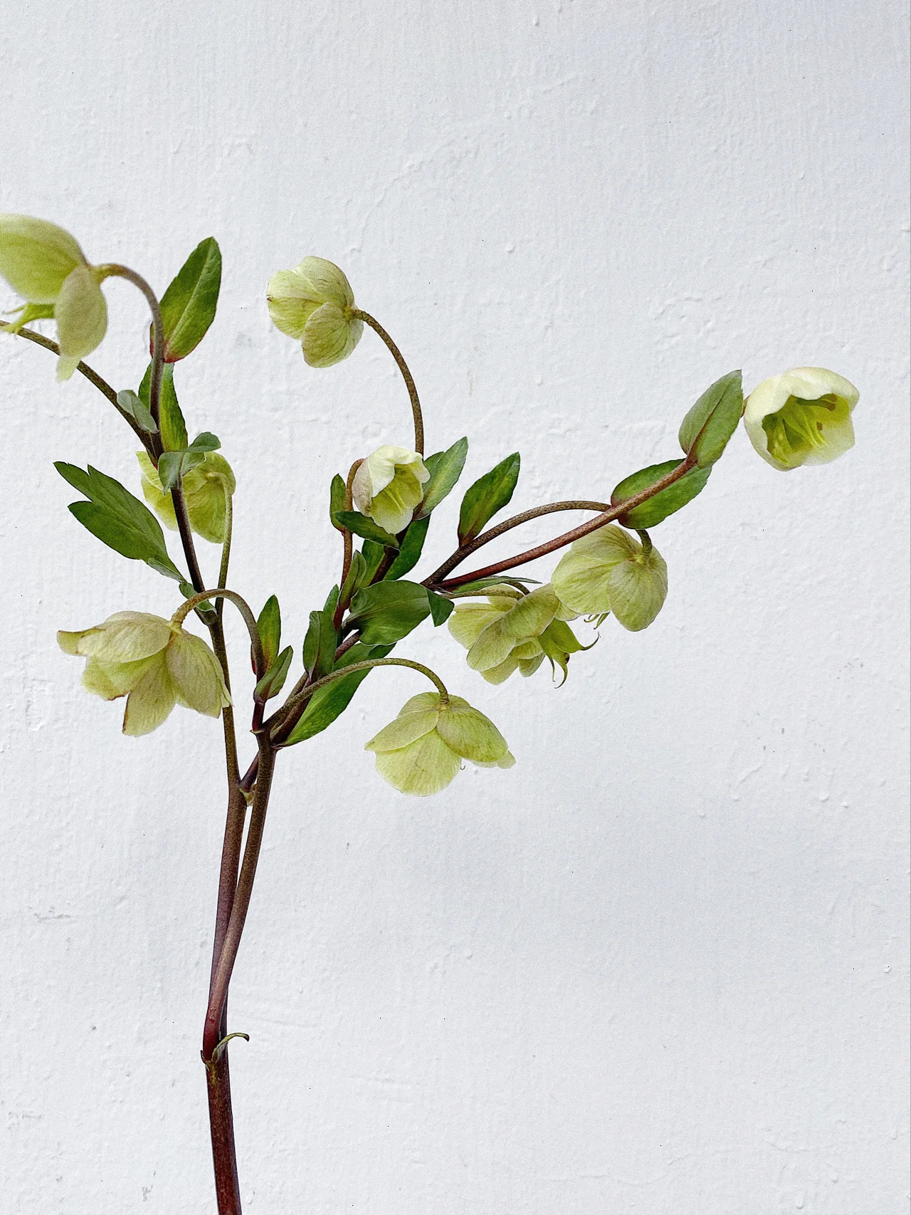 绿菟葵鲜花水培绿植新鲜插花花束兔葵鲜切花家用家居软装高级摆件