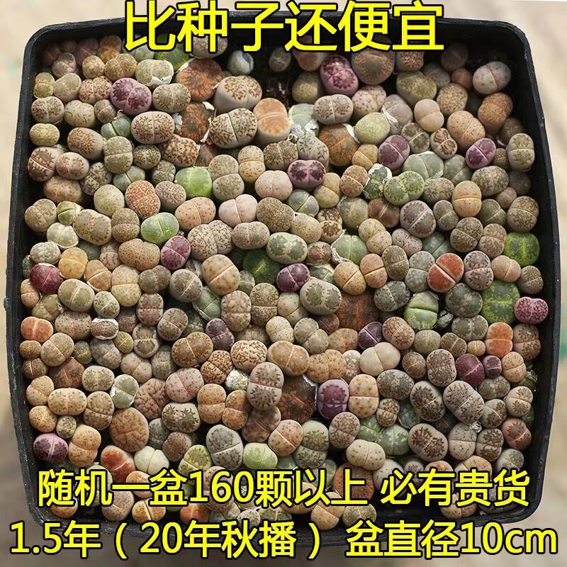 生石花整盆套餐 带盆土发货 贵多肉植物