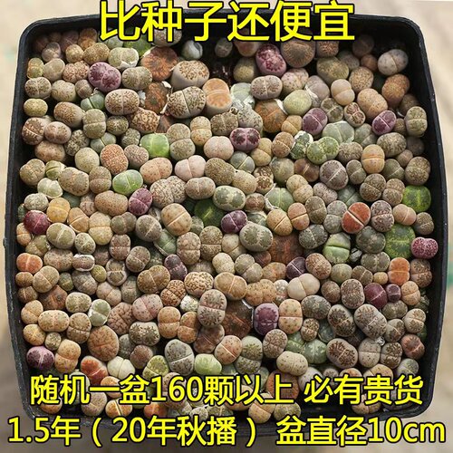 生石花整盆套餐 带盆土发货 贵货多品种好多肉番杏科屁股花石头花