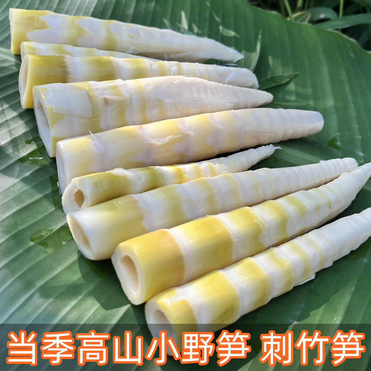 贵州赤水应季小野笋尖新鲜刺竹笋去壳小竹笋方竹笋火锅笋