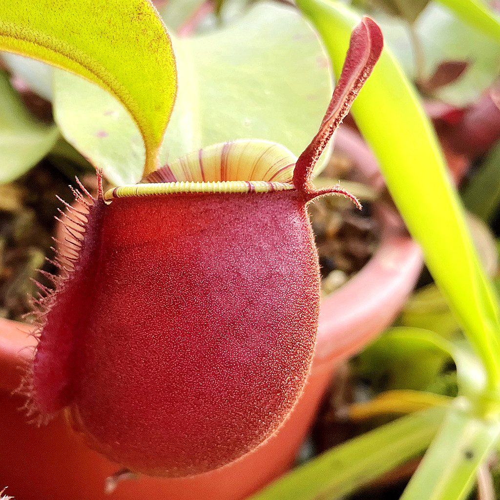 食虫植物红苹果猪笼草猪笼草产家直销价格实在!可爱!ampullaria