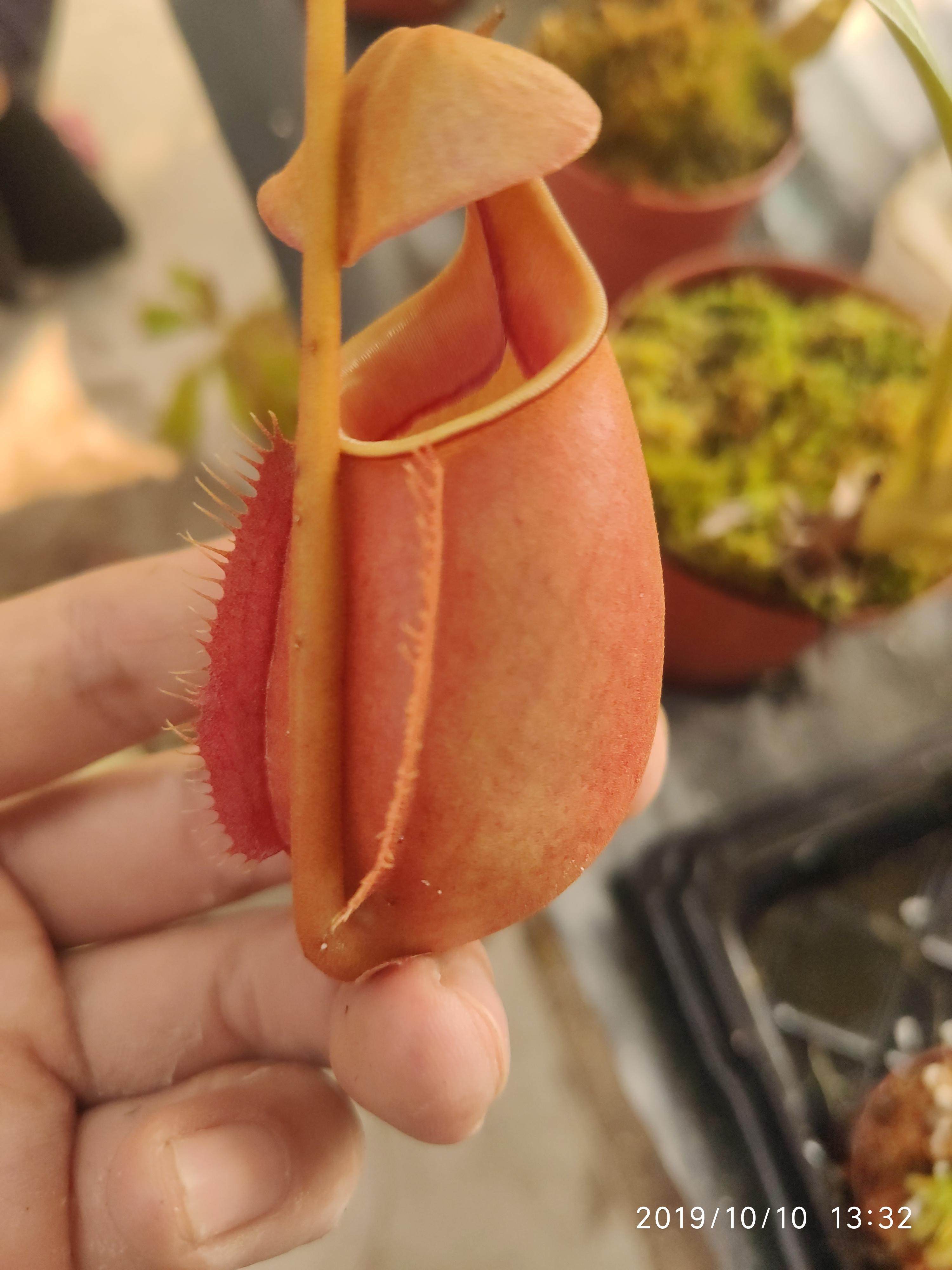 食虫植物-二齿猪笼草猪笼草 产家直销! 价格实在!大型猪笼草