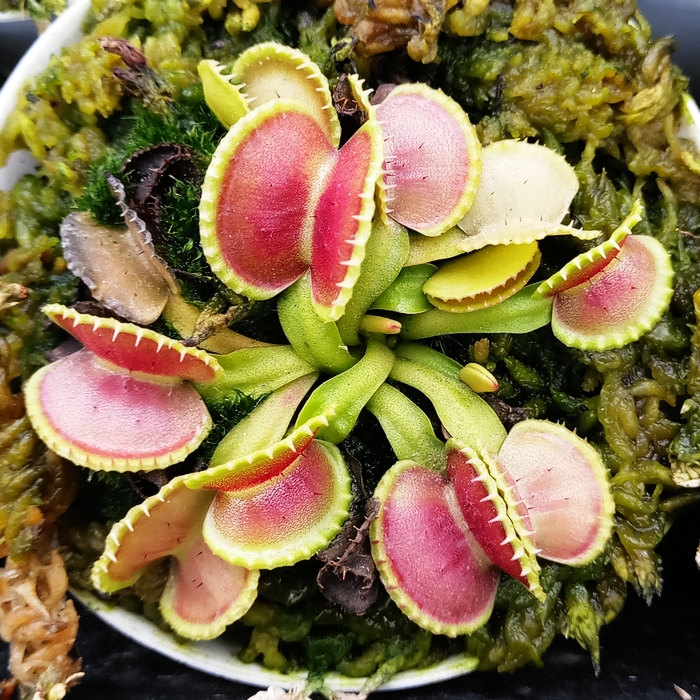 食虫植物-贝壳捕蝇草特征型捕蝇草！Coquillage种好发货