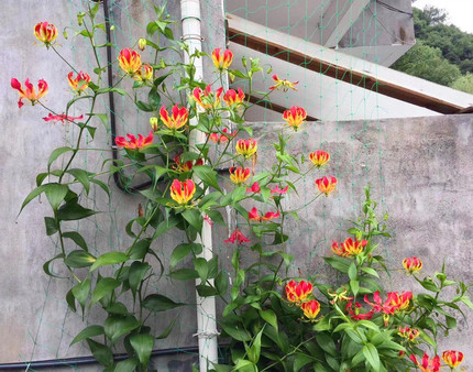 嘉兰 闪闪 火焰百合种球花期长多年生攀援藤本荷兰进口球根花卉