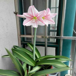 白肋朱顶红 土朱白勒朱顶红粉色 华胃兰苗粉丽人观花观叶趣味盆栽