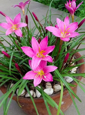 风雨兰韭菜莲葱兰花花球根鲜花卉