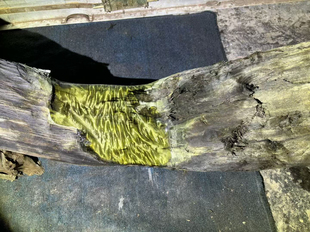 阴沉金丝楠乌木料小叶桢楠香味保真正品水波纹棒棒料雕刻摆件佛珠