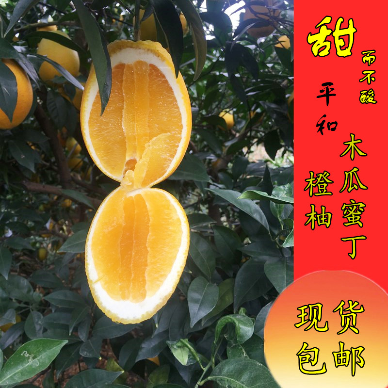 木瓜蜜丁橙子包甜不甜不要钱香甜新鲜水果台湾引进新品种做回头客