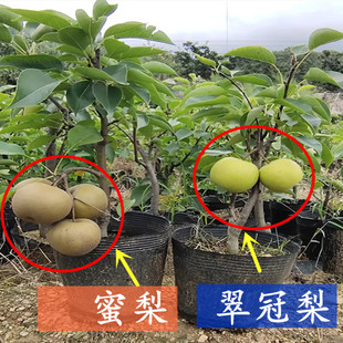 果树蜜梨之乡余姚密梨树苗 盆栽翠冠梨苗 新品种翠冠梨518包邮