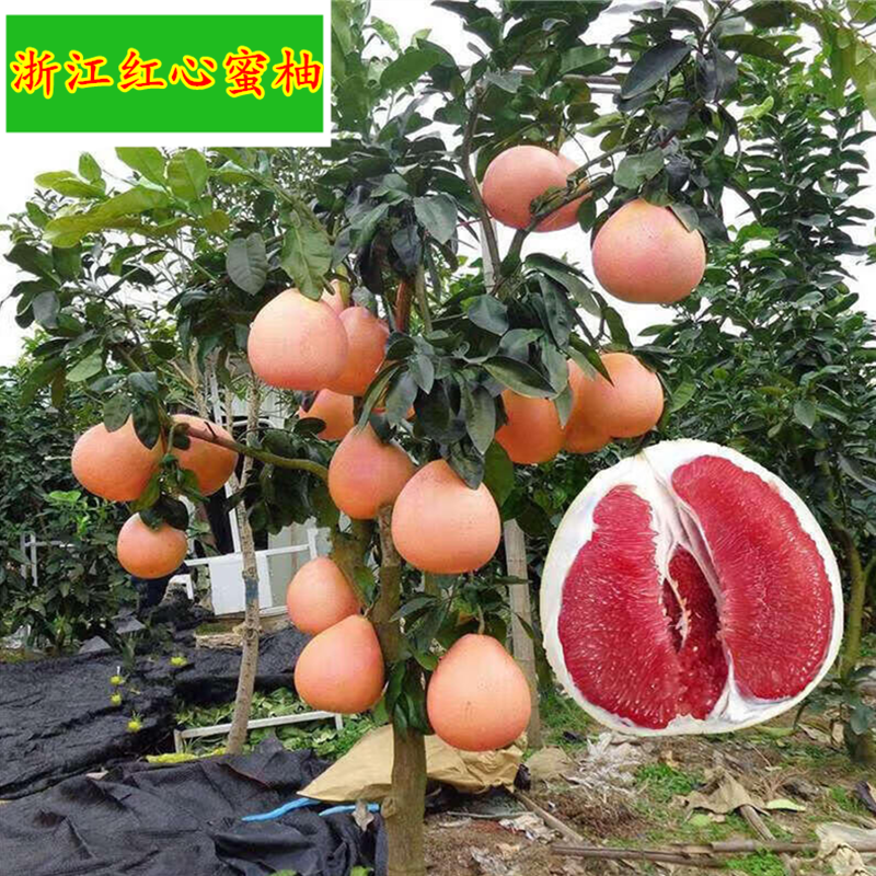 浙江红心蜜树苗黄心蜜柚树苗柚子香泡香橼树苗沙田柚子树果树