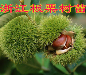 浙江板栗树苗 板栗嫁接苗 大红袍栗子苗 毛栗树苗一颗包邮