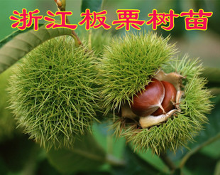 浙江板栗树苗 板栗嫁接苗 大红袍栗子苗 毛栗树苗一颗包邮