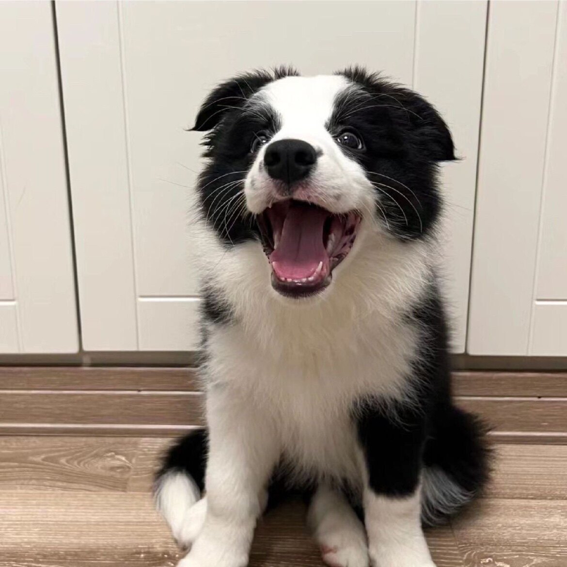 纯种边牧幼犬活体七白三通边境牧羊犬黑白陨石金边中型犬宠物狗狗