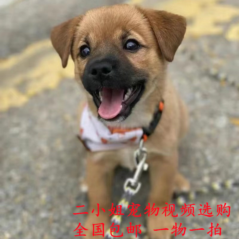 中华田园犬大黄狗看家犬幼犬活体纯黄田园犬土狗