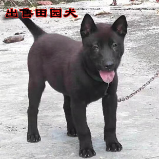 中华田园犬活体纯黑田园犬大黄狗幼犬土狗