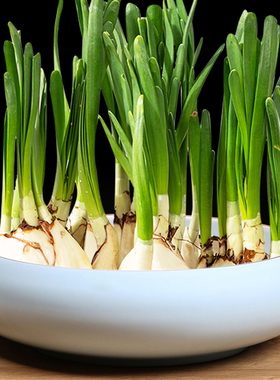 无孔水仙铜钱草水培花盆陶瓷特价清仓室内桌面碗莲荷花大号水养盆