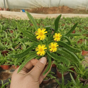 佛手托金多肉盆栽开花植物阳台办公室绿植好养植四季招财花卉