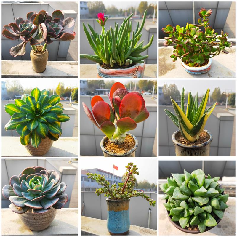 唐印奔龙玉坠吸财树包菜老桩群生大颗巨型多肉植物花卉绿植净化空