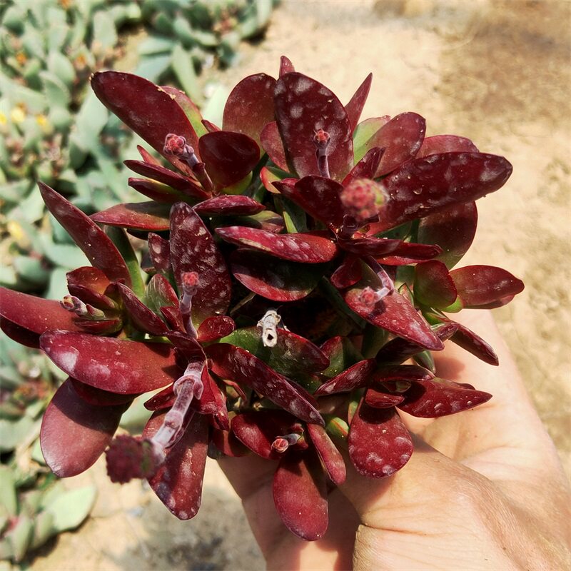 紫蝶多肉植物大颗多头花卉绿植盆栽组合办公室阳台美观容易养护