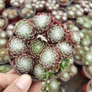 蛛丝卷绢多肉植物长生草肉肉花卉绿植新手易养护阳台盆栽组合美观