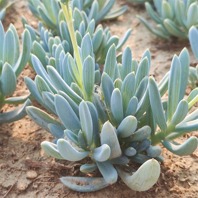 多肉植物蓝松老桩大群稀有品种罕见小贵货清棚组合盆栽阳台绿植