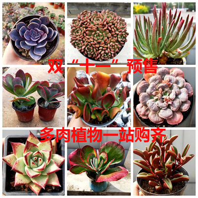 双十一预热特价限量多肉植物