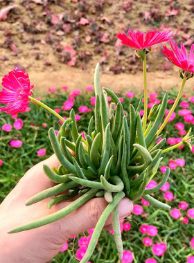绿植群生花卉组合趣味多肉植物