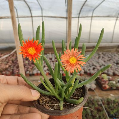 橙花奔龙稀有多肉植物肉肉开花番杏科好养开花美观趣味阳台花卉