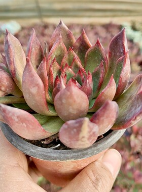 野马东云多肉植物大颗老桩新手肉肉美观趣味