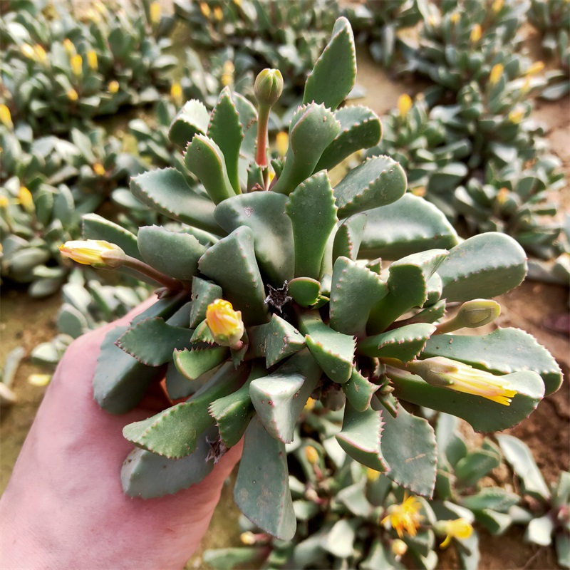 多肉齿叶番杏植物大群地栽露养