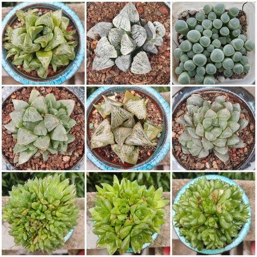 玉露日月潭玉扇姬寿冰城寿雪魔寿玉露系列大全多肉植物阳台绿植