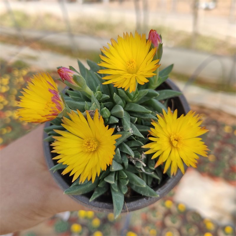 黄花照波群生多肉植物阳台花卉绿植盆栽组合美观趣味防辐射
