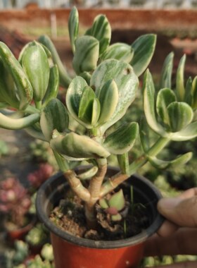 三色花月锦老桩玉树多肉植物组合盆栽阳台绿植防辐射花卉