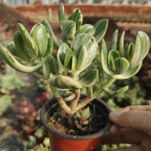 三色花月锦老桩玉树多肉植物组合盆栽阳台绿植防辐射花卉