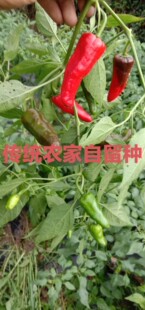 湖南本地乡里老品种辣椒苗樟树港辣椒苗子茄子苦瓜丝瓜苗包邮