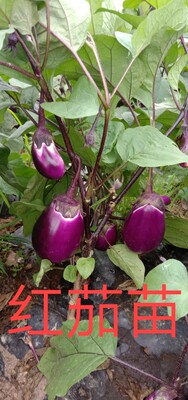 湖南本地老品种红茄苗辣椒苗牛角椒螺丝椒苗苦瓜苗丝瓜冬瓜苗包邮