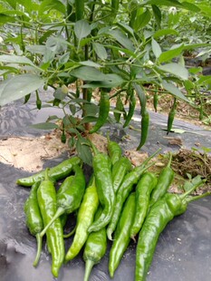 正宗湖南樟树港辣椒 苗子苦瓜丝瓜黄瓜冬瓜南瓜苗秋葵苗等包邮