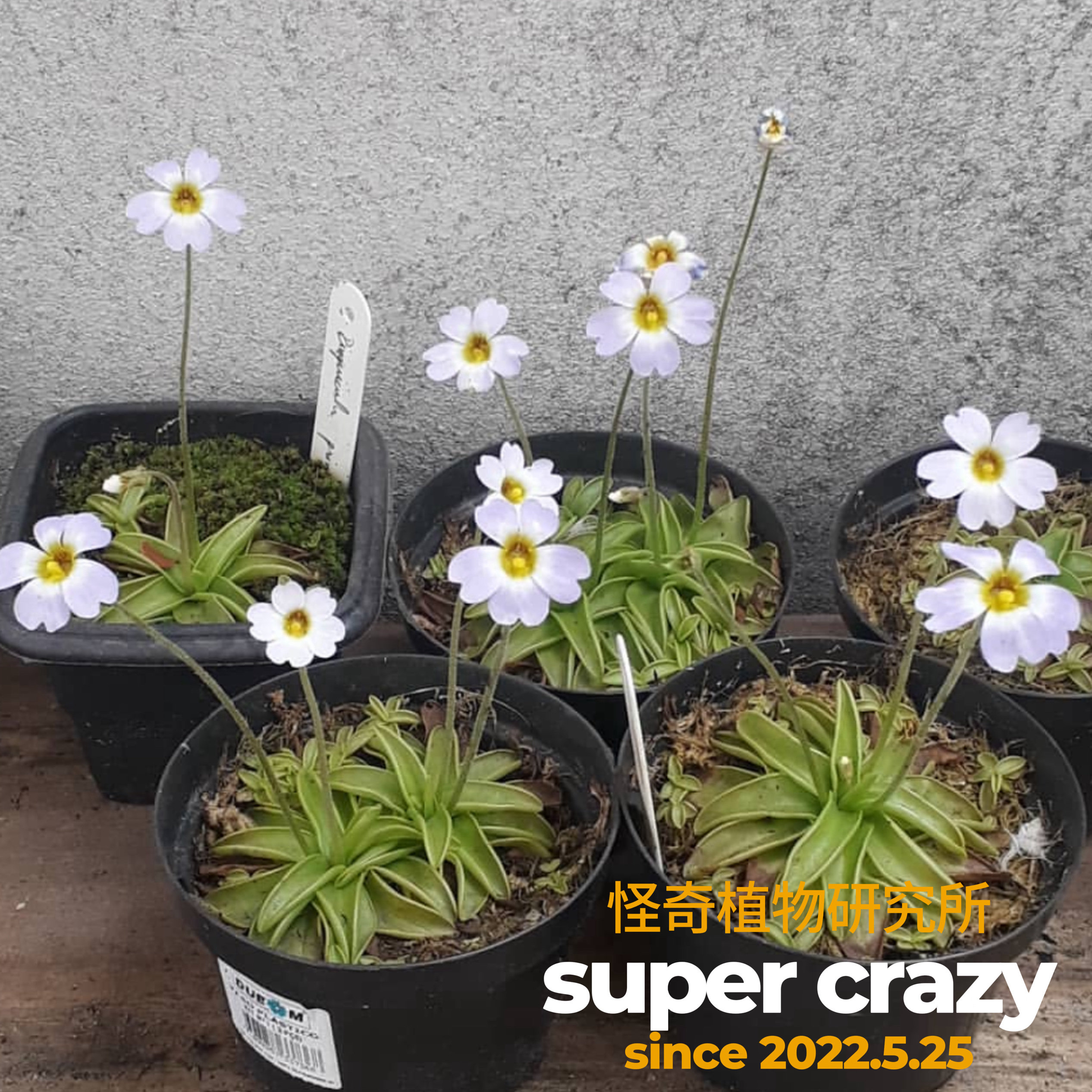 P.primuliflora樱叶捕虫堇趣味食虫植物雨林缸微景观生态造景喜水