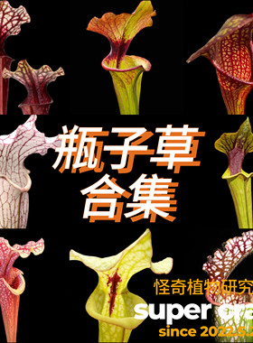 Sarracenia瓶子草合集食虫植物室内雨林缸微景观生态缸造景ins风