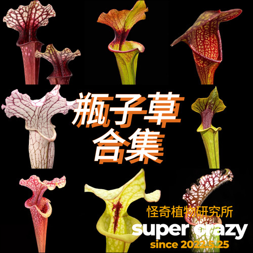 Sarracenia瓶子草合集食虫植物室内雨林缸微景观生态缸造景ins风