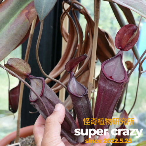 N.vieillardii维耶亚猪笼草食虫植物稀有品种珍惜食虫植物
