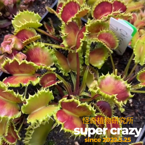 Dionaea dumpling饺子捕蝇草食虫植物高端稀有品种进阶