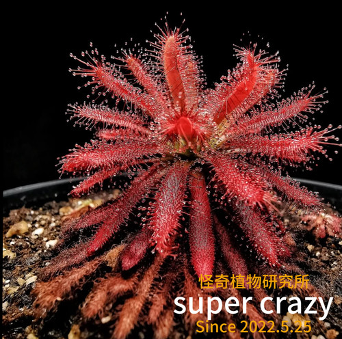 D.graomogolensis格拉莫哥香花茅膏菜食虫植物稀有品种造景